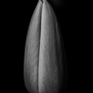Slank tulipan